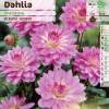 Dahlia Dcoratif 'Christine'