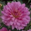 Dahlia Dcoratif 'Christine'