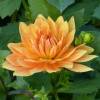 Dahlia Dcoratif 'House of Orange'