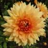 Dahlia Dcoratif 'House of Orange'