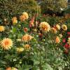 Dahlia Dcoratif 'House of Orange'