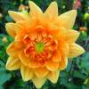 Dahlia Dcoratif 'House of Orange'