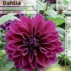 Dahlia Grandes Fleurs Dcoratif 'Thomas Edison'