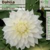 Dahlia Dcoratif 'White Perfection'