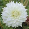 Dahlia Dcoratif 'White Perfection'