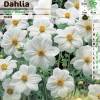 Dahlia Mignon blanc