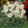 Dahlia Mignon blanc