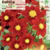 Dahlia Mignon rouge