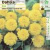 Dahlia Nain Deco 'Sisa'