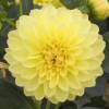 Dahlia Nain Deco 'Sisa'