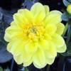 Dahlia Nain Deco 'Sisa'