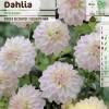 Dahlia Nain Deco 'Wittem'