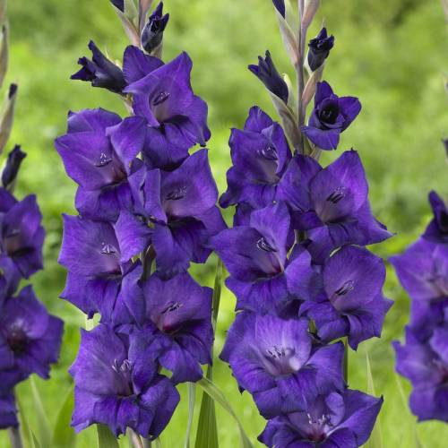 GRATUIT UK livraison 5x glaïeuls "Blue Isle" Violet Gladiolus prêt-à-Plante cormus 