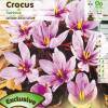 Crocus Safran - Crocus Sativa