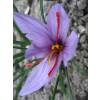 Crocus Safran - Crocus Sativa