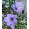 Crocus Safran - Crocus Sativa