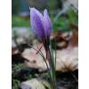 Crocus Safran - Crocus Sativa