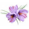 Crocus Safran - Crocus Sativa