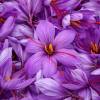 Crocus Safran - Crocus Sativa
