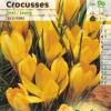 Crocus Mammouth  fleurs jaunes