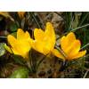 Crocus Mammouth  fleurs jaunes