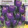 Crocus Mammouth 'Grand Maitre'