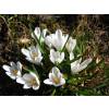 Crocus Mammouth 'Jeanne d'Arc'