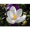 Crocus Mammouth 'Jeanne d'Arc'