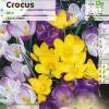 Crocus Mammouth en mlange