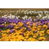 Crocus Mammouth en mlange