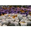 Crocus Mammouth en mlange