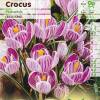 Crocus Mammouth 'Pickwick'