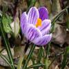 Crocus Mammouth 'Pickwick'