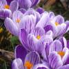 Crocus Mammouth 'Pickwick'