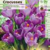 Crocus Mammouth 'Remmerbranche'