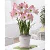 Amaryllis 'Apple Blossom'