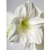 Amaryllis Blanc simple