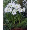 Amaryllis Blanc simple