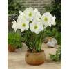 Amaryllis Blanc simple