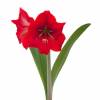 Amaryllis 'Red Lion' simple