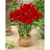 Amaryllis 'Red Lion' simple