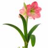 Amaryllis Rose simple