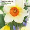 Narcisse trompette 'Barret Browning'