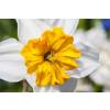 Narcisse trompette 'Barret Browning'