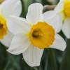 Narcisse trompette 'Barret Browning'