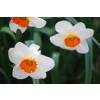 Narcisse trompette 'Barret Browning'