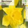 Narcisse trompette 'Carlton'