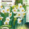 Narcisse 'géranium'