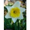 Narcisse trompette 'Ice Follies'