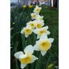 Narcisse trompette 'Ice Follies'